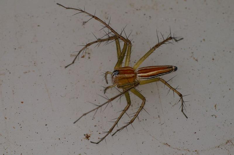Oxyopes_quadrifasciatus_D7738_Z_88_North Stradbroke island_Australie.jpg